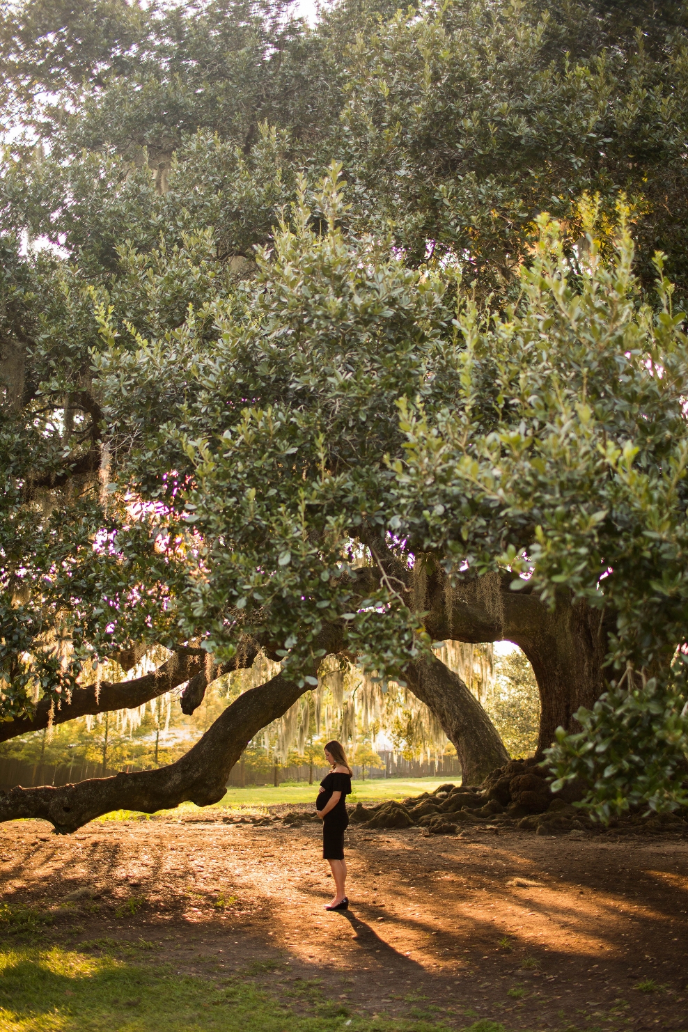 Tree of Life Audubon Park New Orleans Family Photos The Courtneys